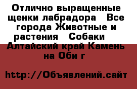 Отлично выращенные щенки лабрадора - Все города Животные и растения » Собаки   . Алтайский край,Камень-на-Оби г.